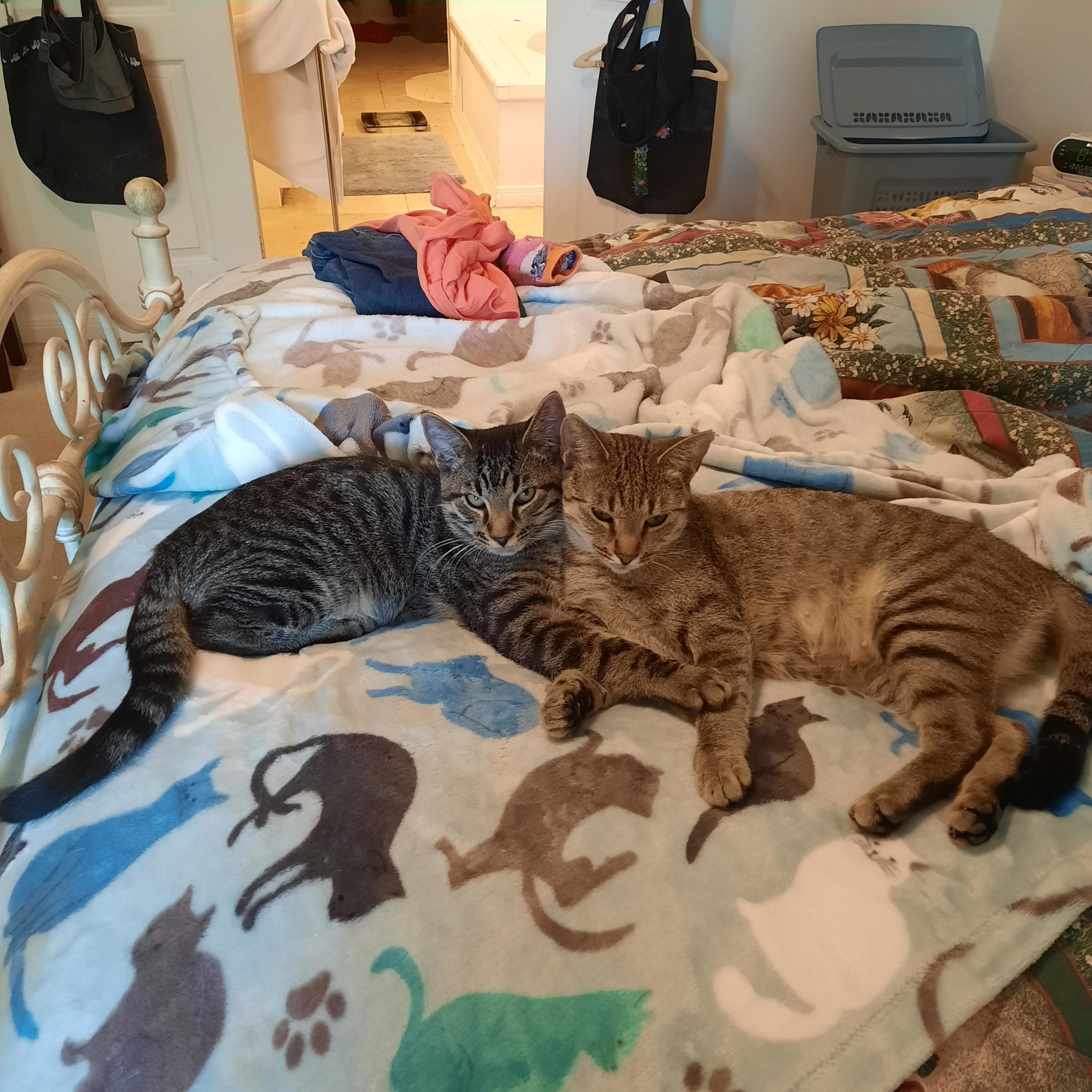 Boo Boo, a ADOPTABLE Domestic Short Hair in Huffman, TX image 2/2