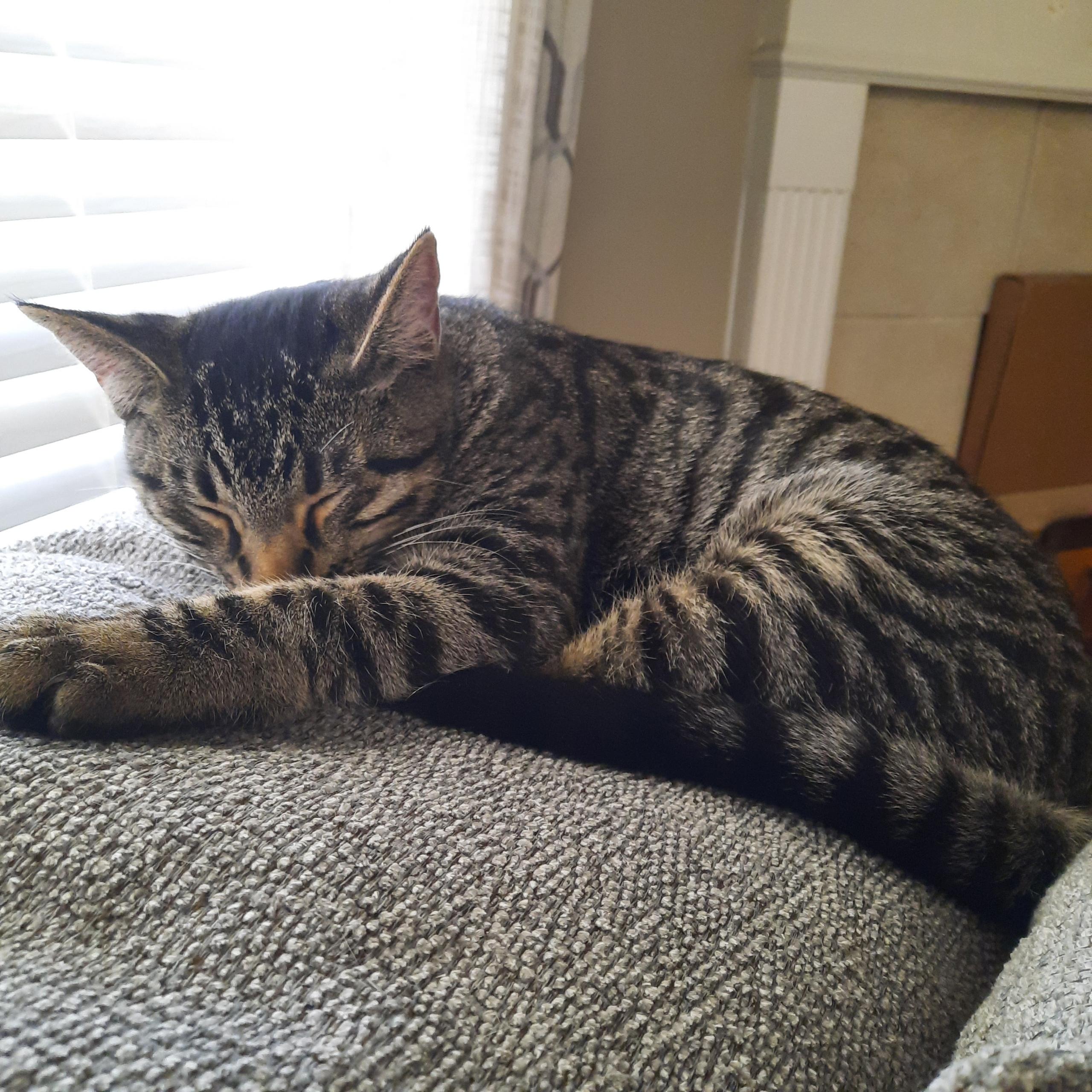 Boo Boo, a ADOPTABLE Domestic Short Hair in Huffman, TX image 1/2