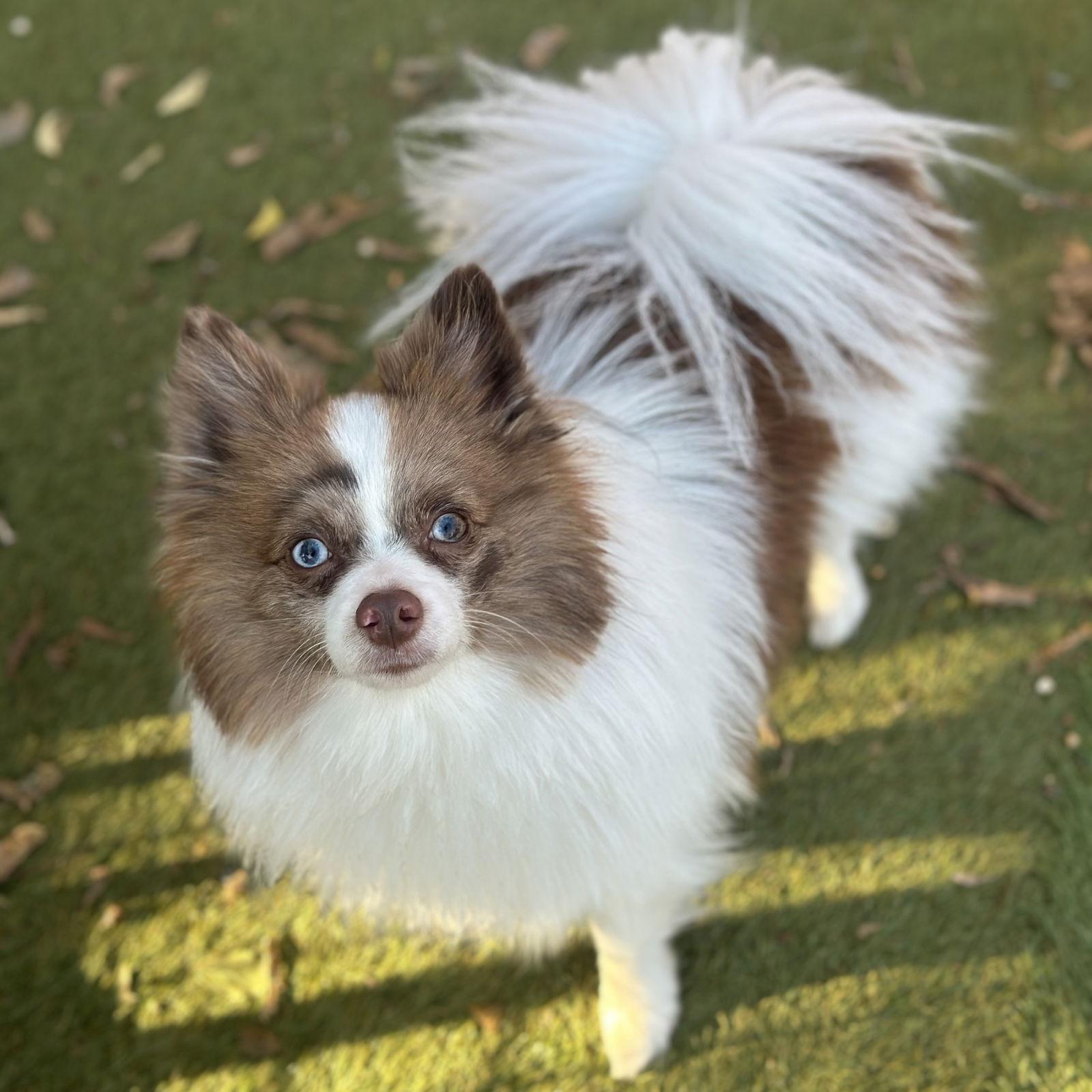Bobsled, Adopted, Young Male Pomeranian.