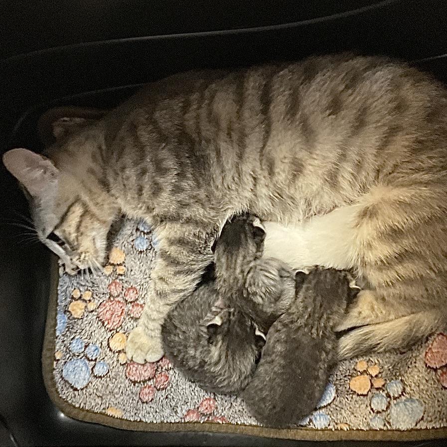 Enlarge Mercedes, a Adoptable Domestic Short Hair in Monroe, LA image 2/2