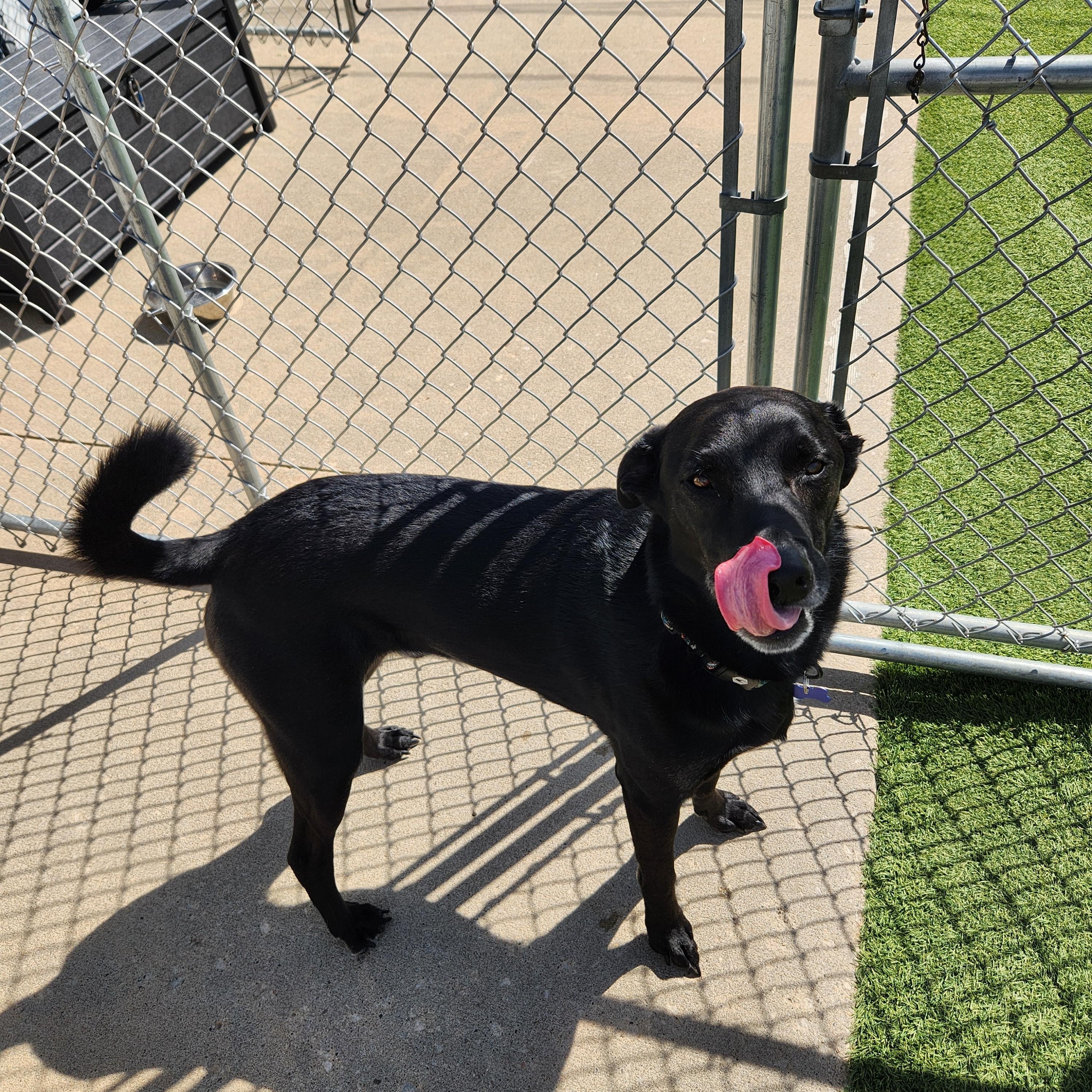 Bruce, an adopted mixed breed in Cedar Rapids, IA image 4/6