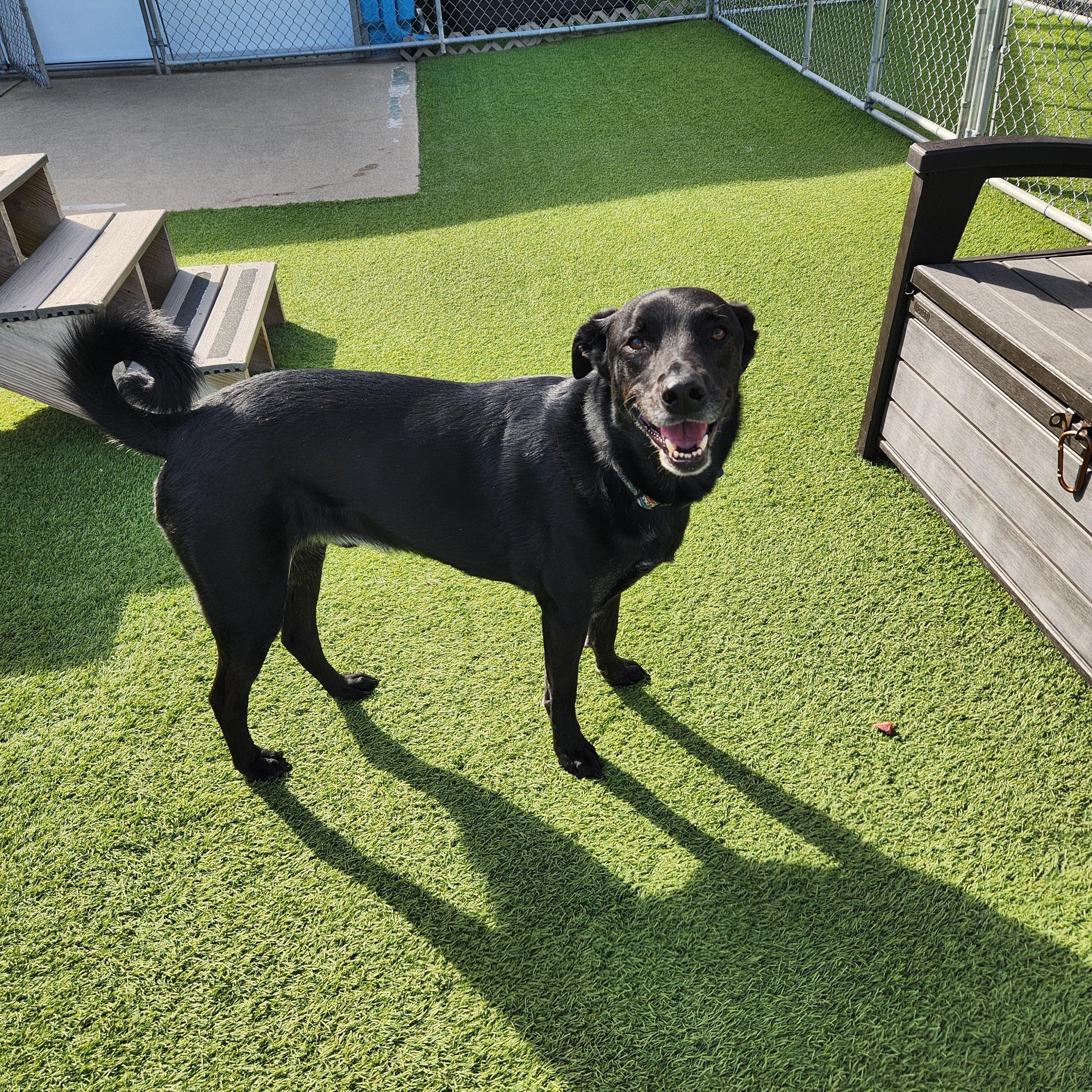 Bruce, an adopted mixed breed in Cedar Rapids, IA image 6/6