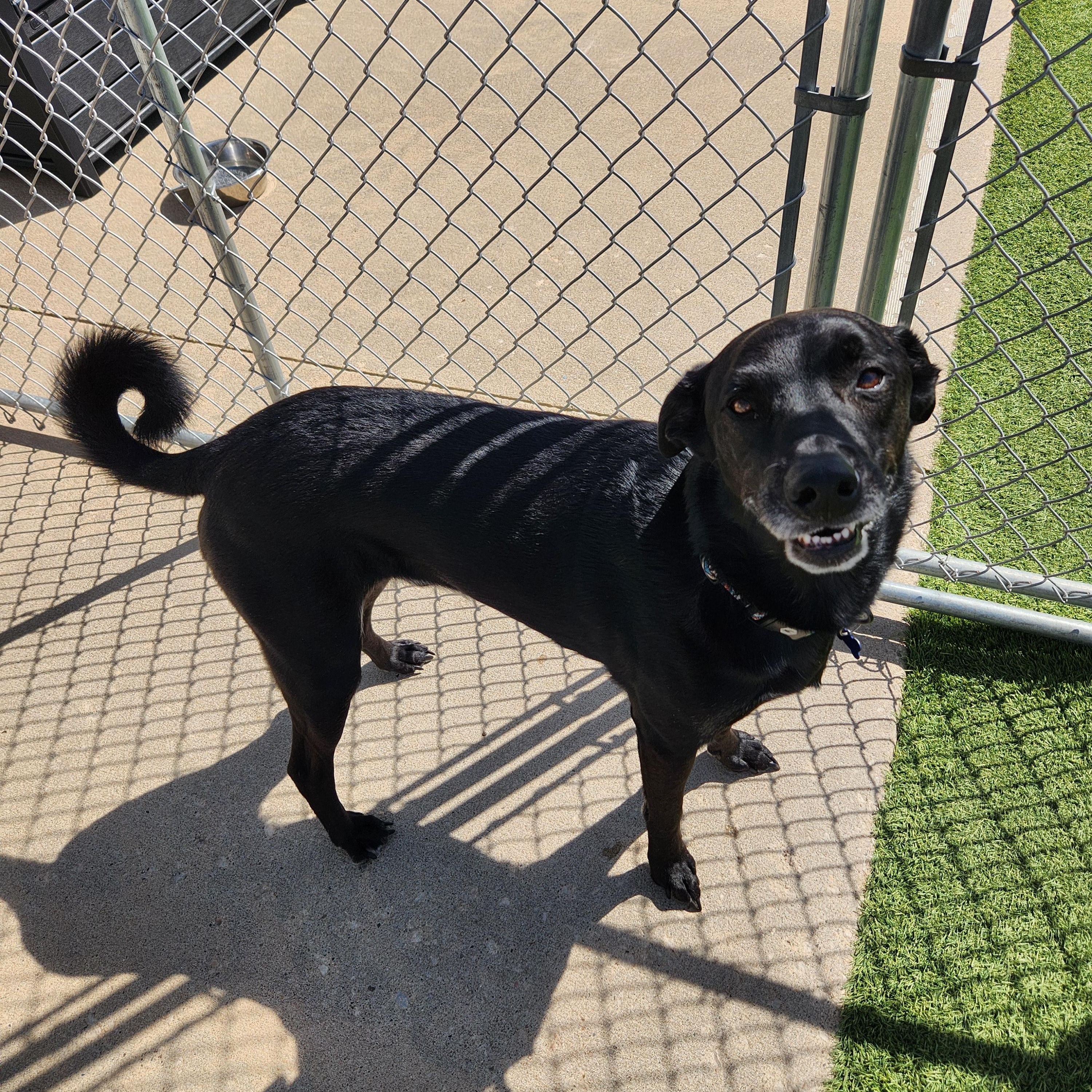 Bruce, an adopted mixed breed in Cedar Rapids, IA image 5/6