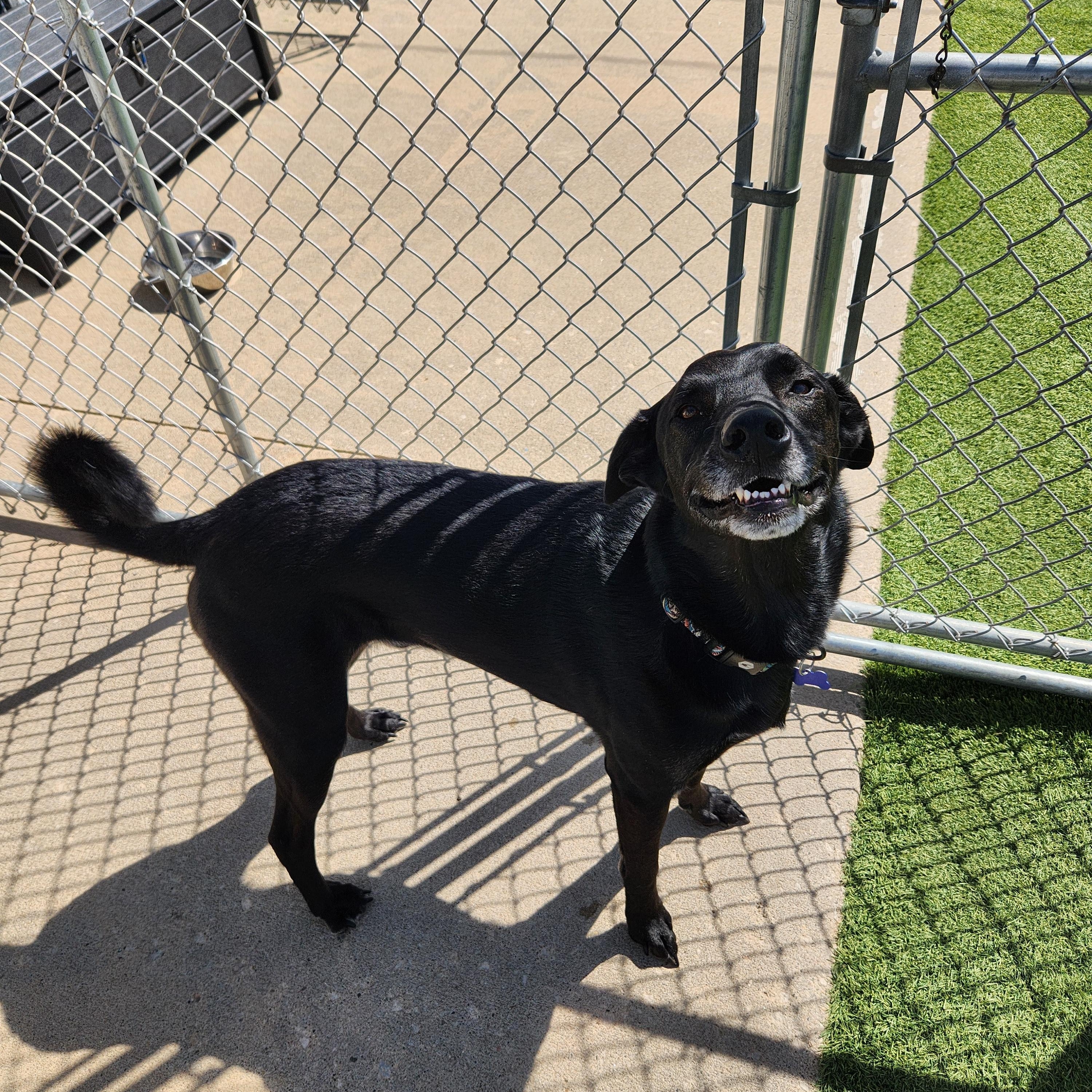 Bruce, an adopted mixed breed in Cedar Rapids, IA image 2/6