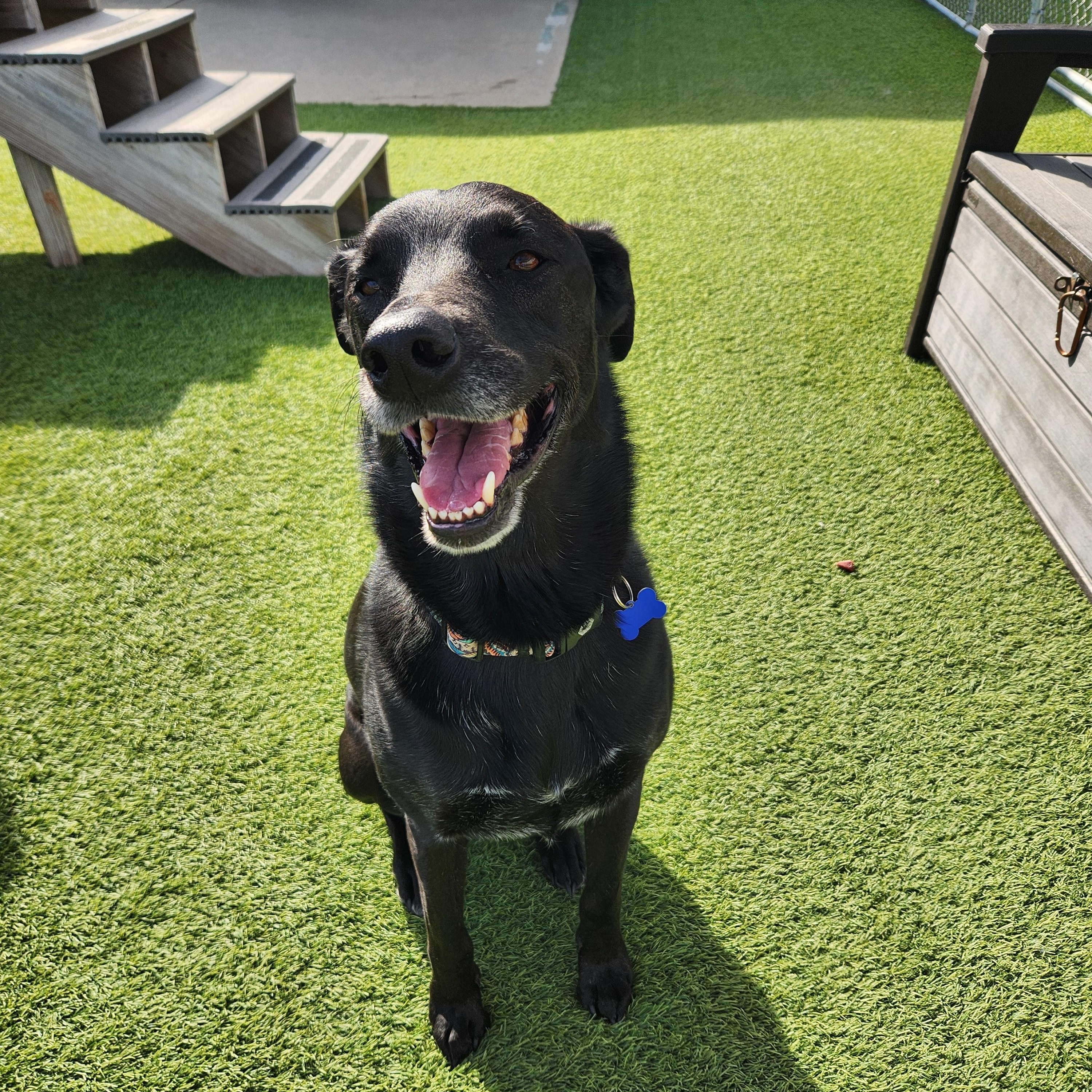 Bruce, an adopted mixed breed in Cedar Rapids, IA image 3/6