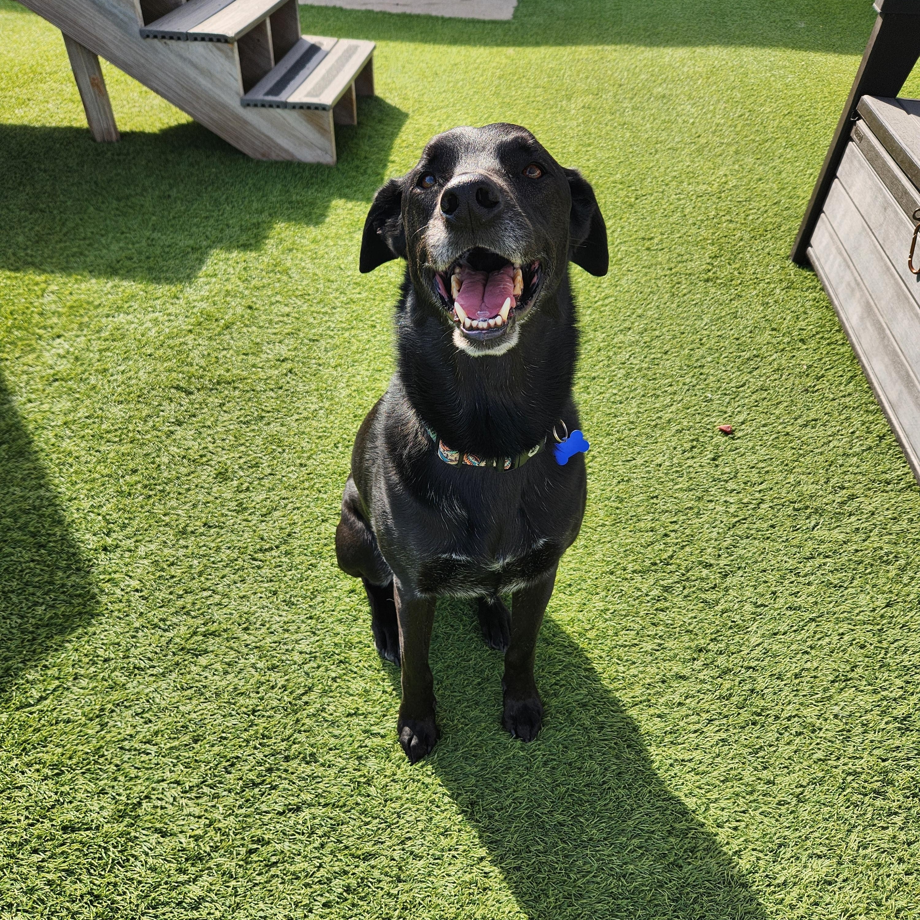 Bruce, adopted, Adult Male Labrador Retriever & Mixed Breed.