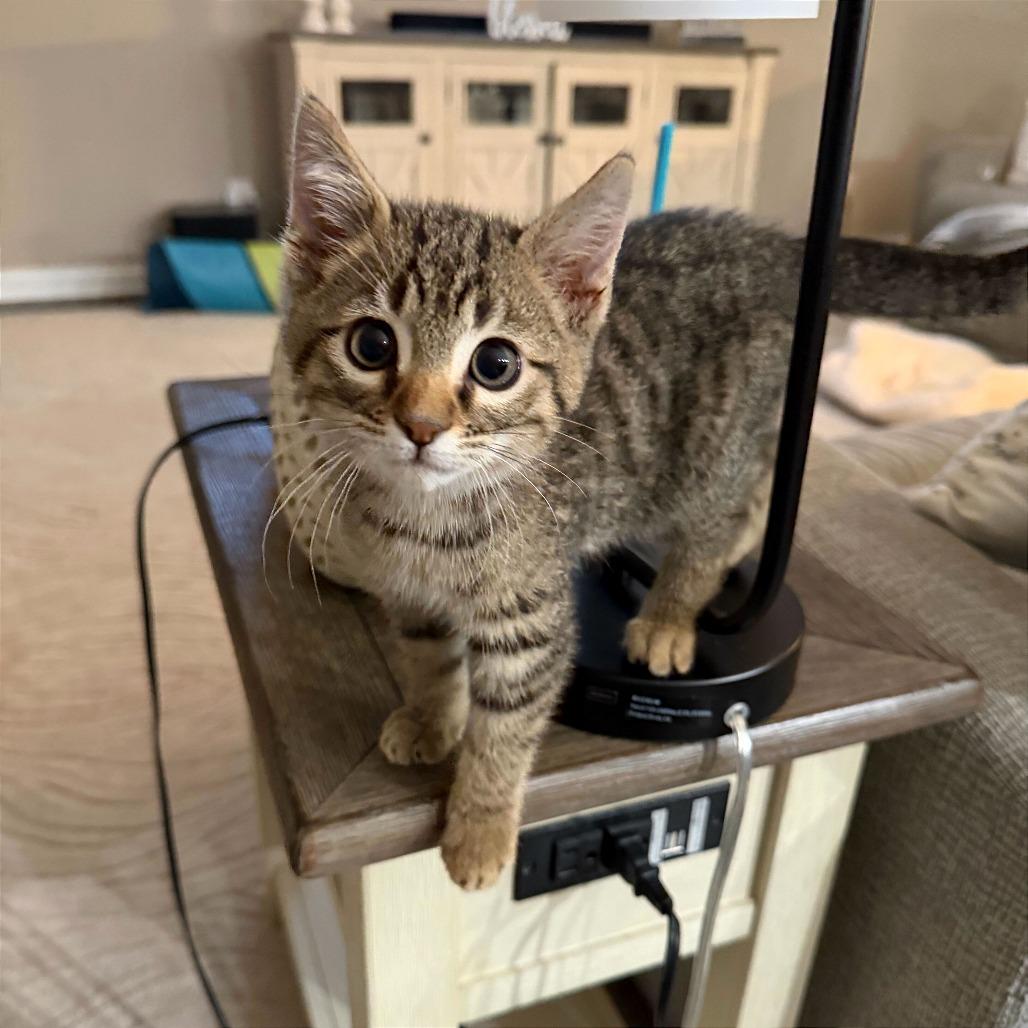 Gremlin, Adoptable, Kitten Male Domestic Short Hair.