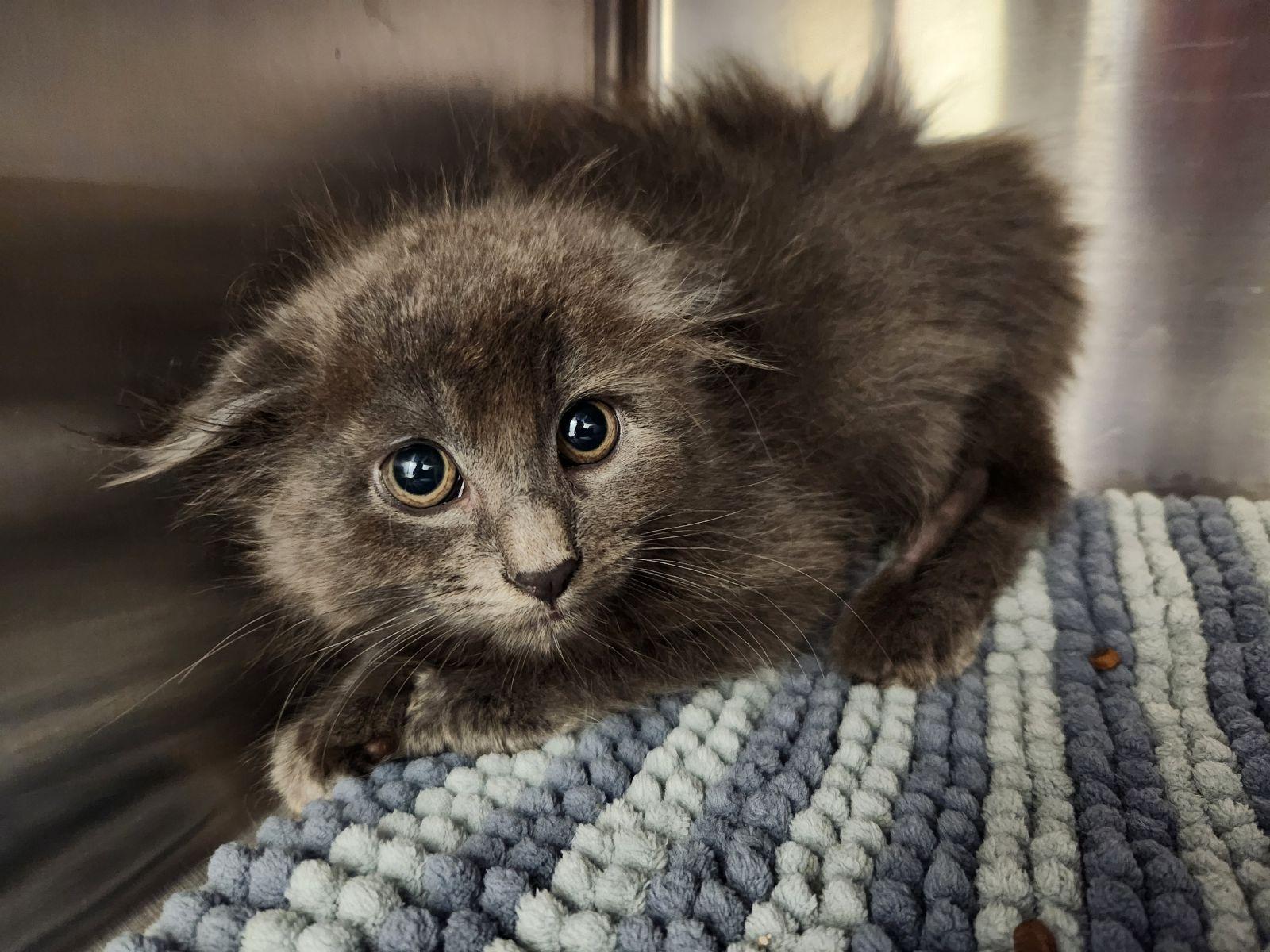 Enlarge Flint, a Adoptable Domestic Long Hair in Liberty, MO image 2/2