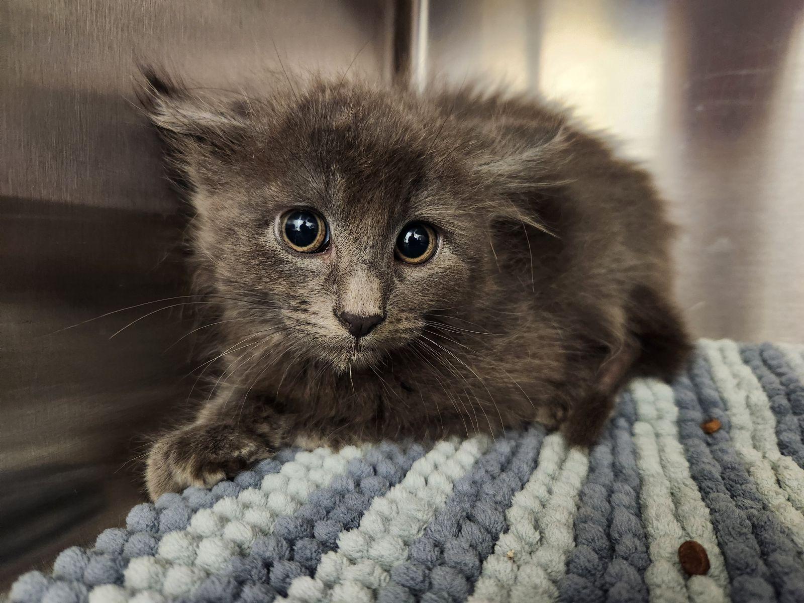 Enlarge Flint, a Adoptable Domestic Long Hair in Liberty, MO image 1/2