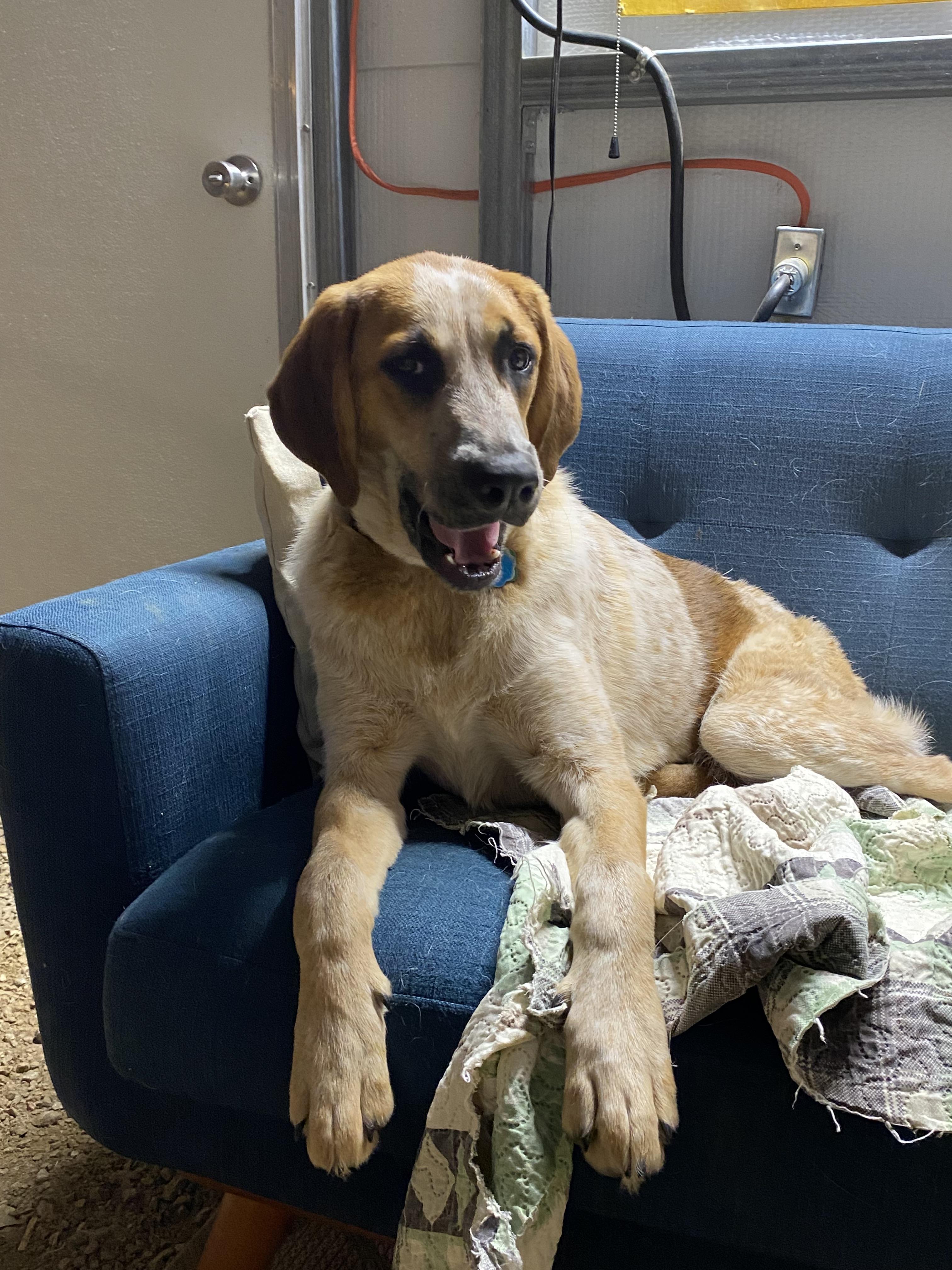 Enlarge Charlene, a Adoptable English Coonhound in TULSA, OK image 2/3
