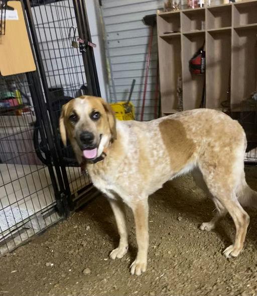 Enlarge Charlene, a Adoptable English Coonhound in TULSA, OK image 3/3