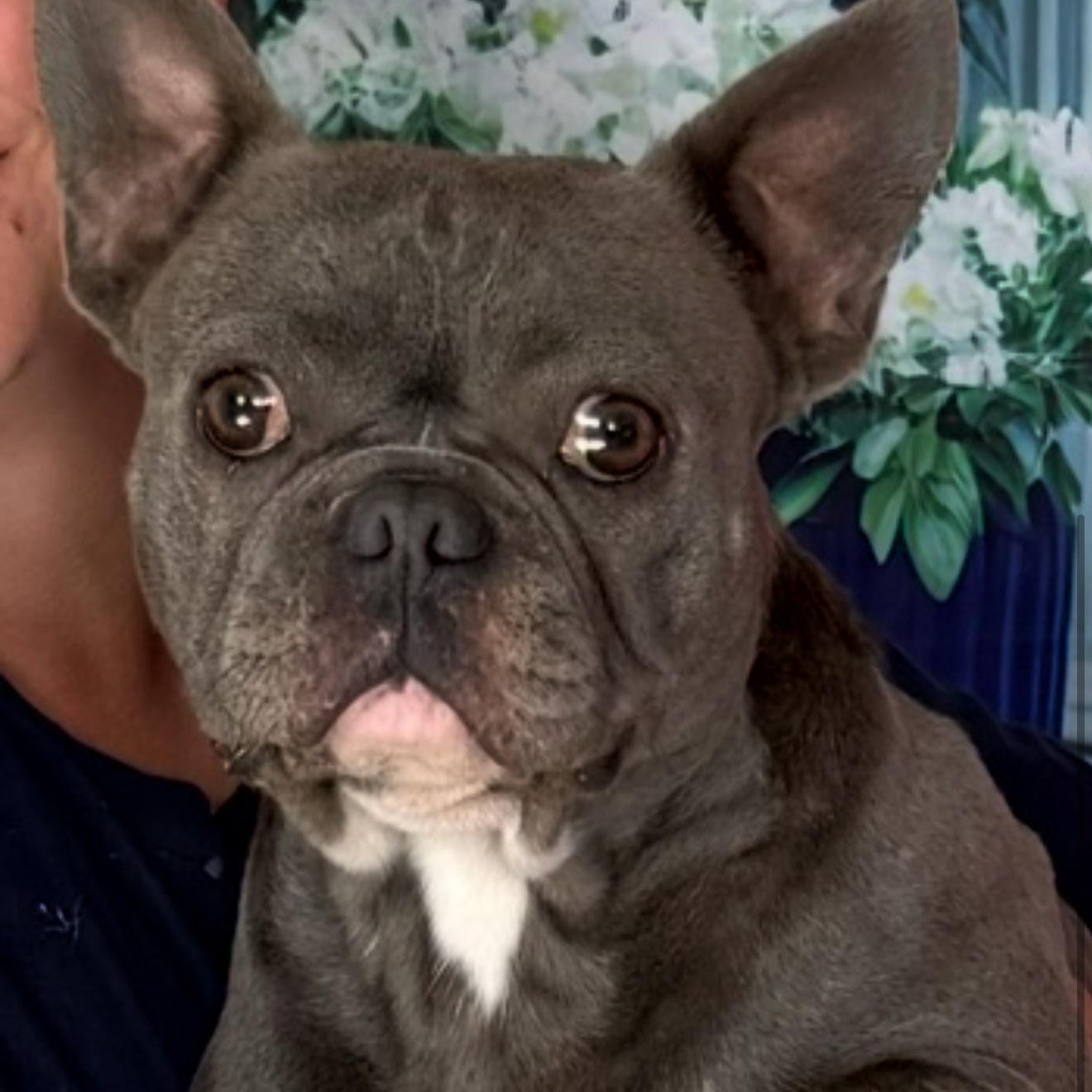 Enlarge Brie, an adopted French Bulldog in Oak Bluffs, MA image 1/1