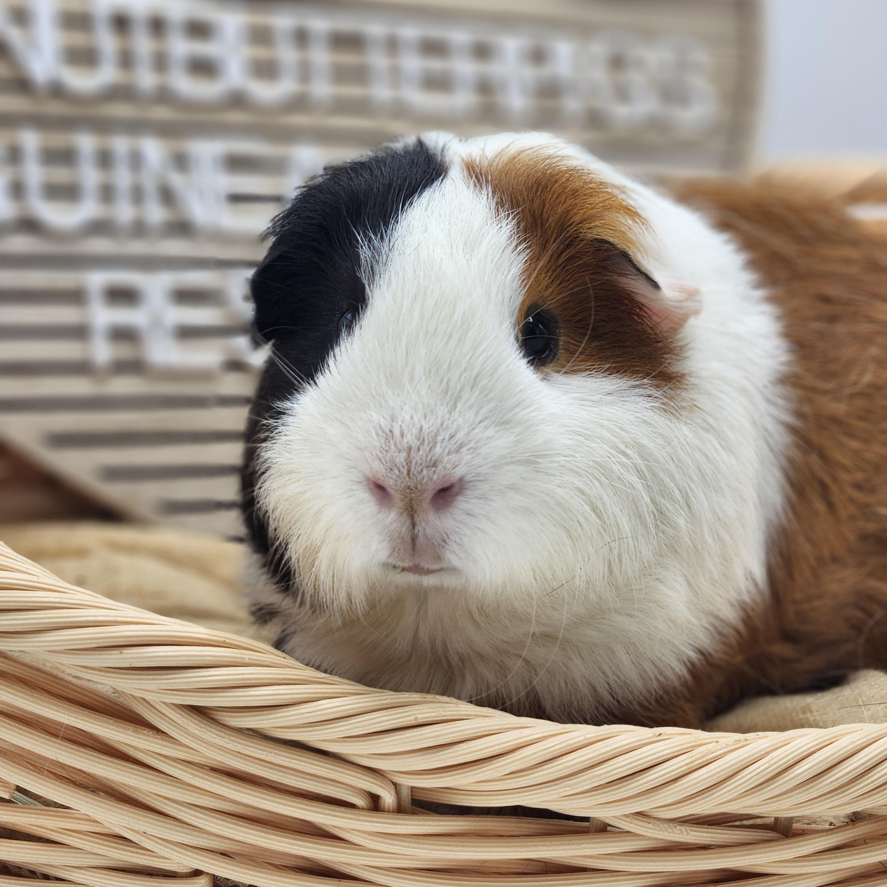 Napoleon, a Adoptable Short-Haired in Angleton, TX image 2/4