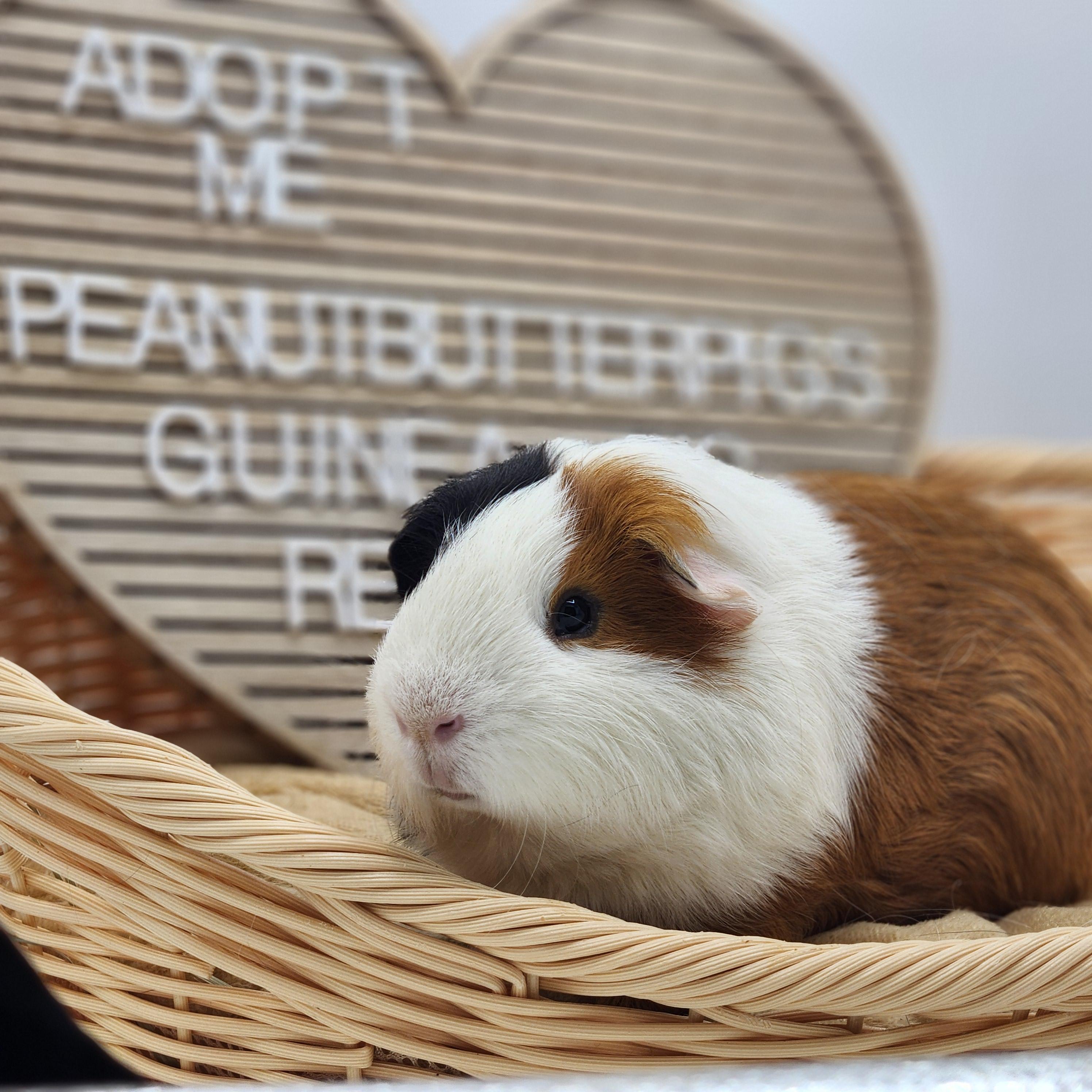 Napoleon, a Adoptable Short-Haired in Angleton, TX image 3/4
