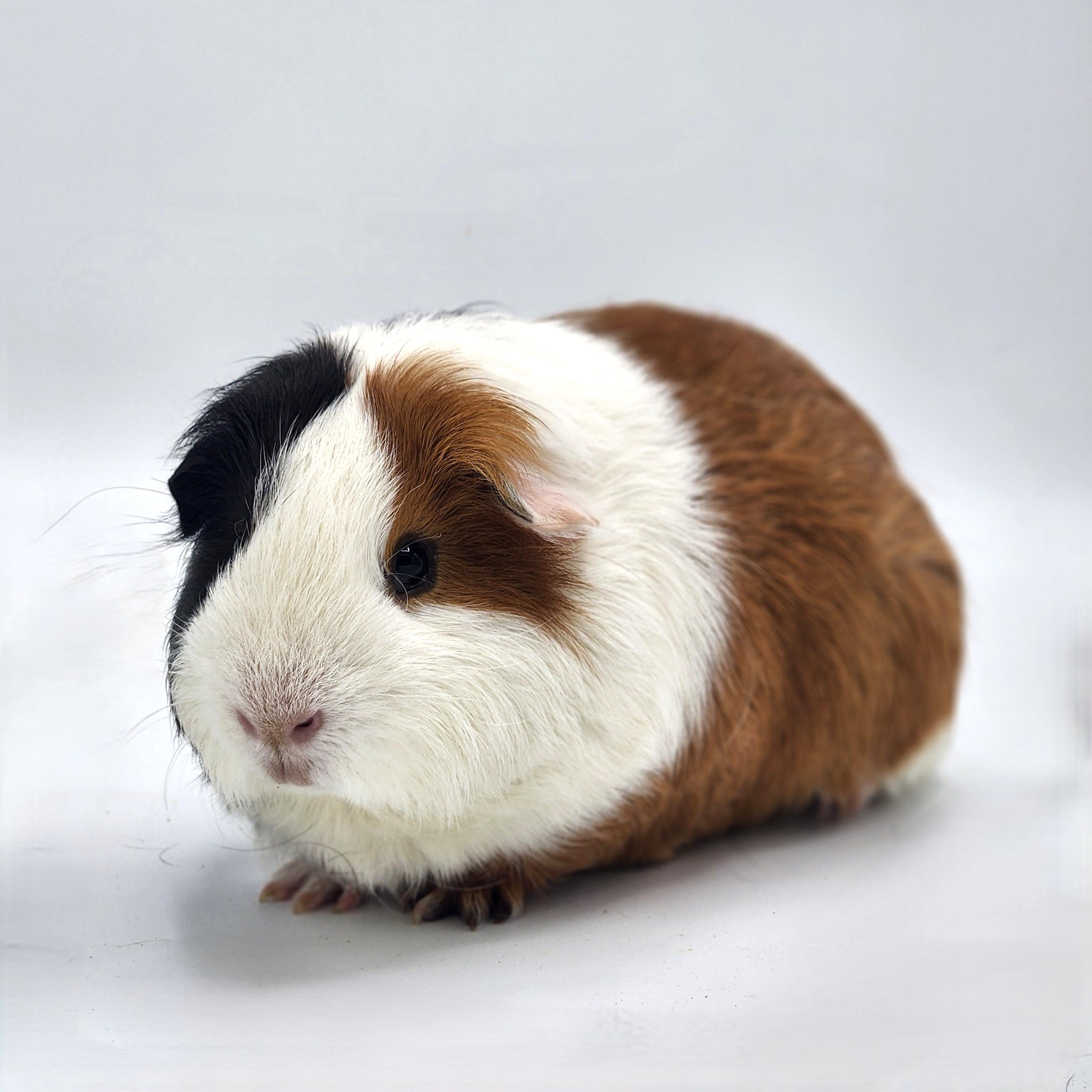 Napoleon, a Adoptable Short-Haired in Angleton, TX image 4/4