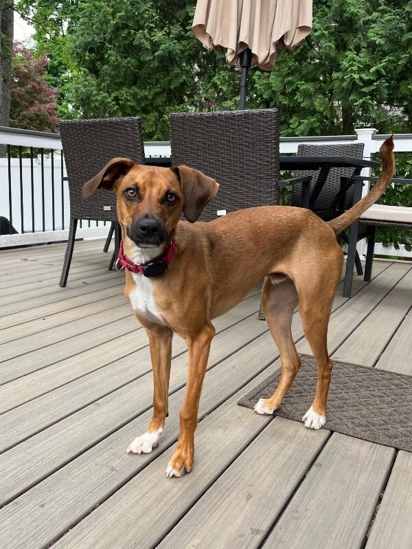 Tucker, Adoptable, Adult Male Labrador Retriever & Hound.