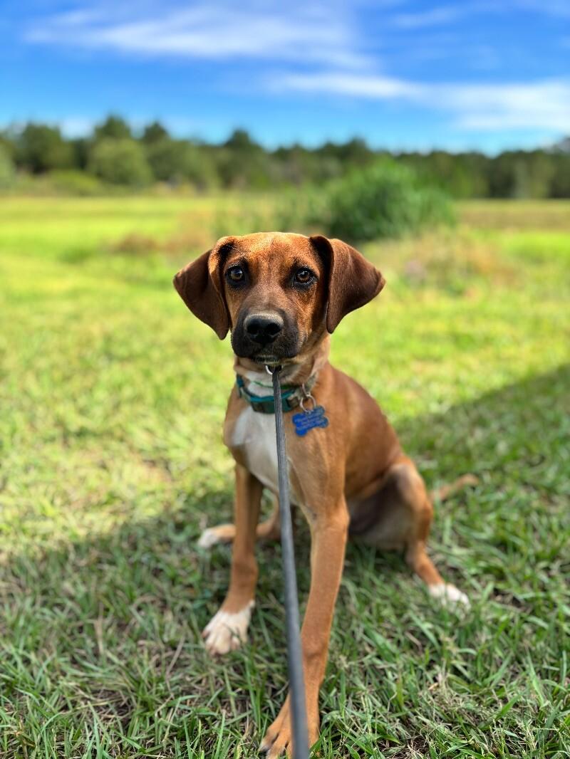 Tucker, Adoptable, Young Male Labrador Retriever & Hound.