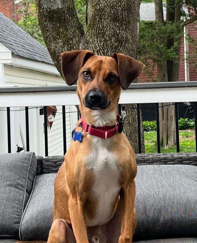 Enlarge Tucker, a Adoptable mixed breed in Berkeley Heights, NJ image 2/6