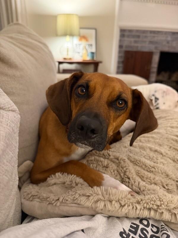 Enlarge Tucker, a Adoptable mixed breed in Berkeley Heights, NJ image 2/6