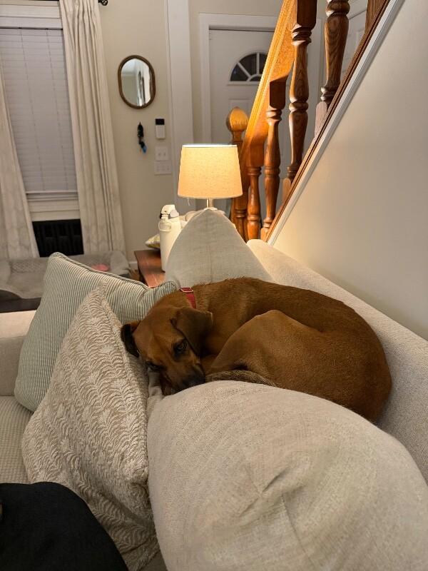 Enlarge Tucker, a Adoptable mixed breed in Berkeley Heights, NJ image 3/6