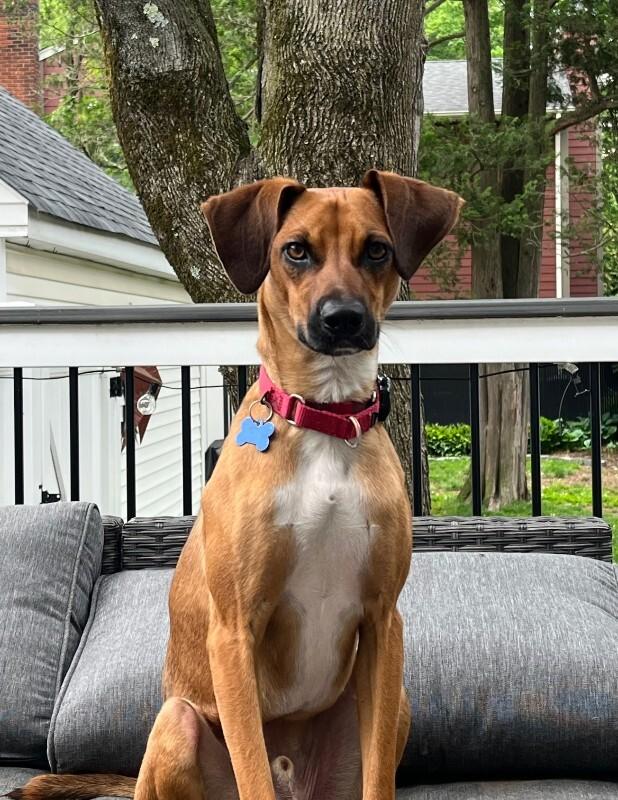 Enlarge Tucker, a Adoptable mixed breed in Berkeley Heights, NJ image 3/6