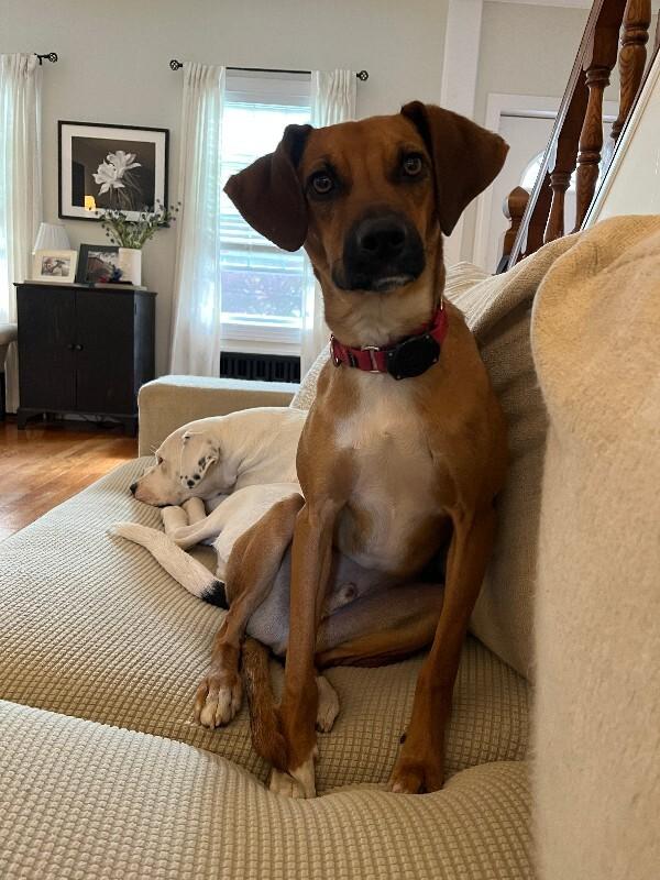 Enlarge Tucker, a Adoptable mixed breed in Berkeley Heights, NJ image 4/6