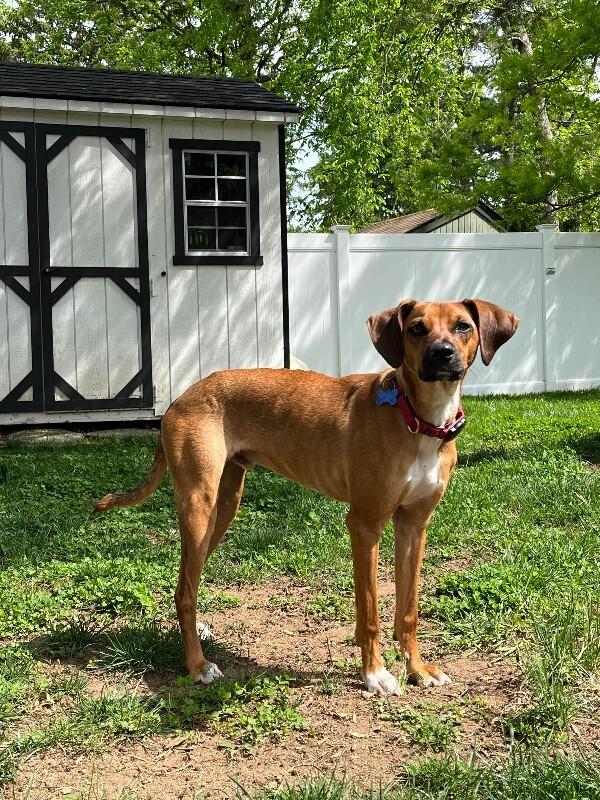Enlarge Tucker, a Adoptable mixed breed in Berkeley Heights, NJ image 5/6
