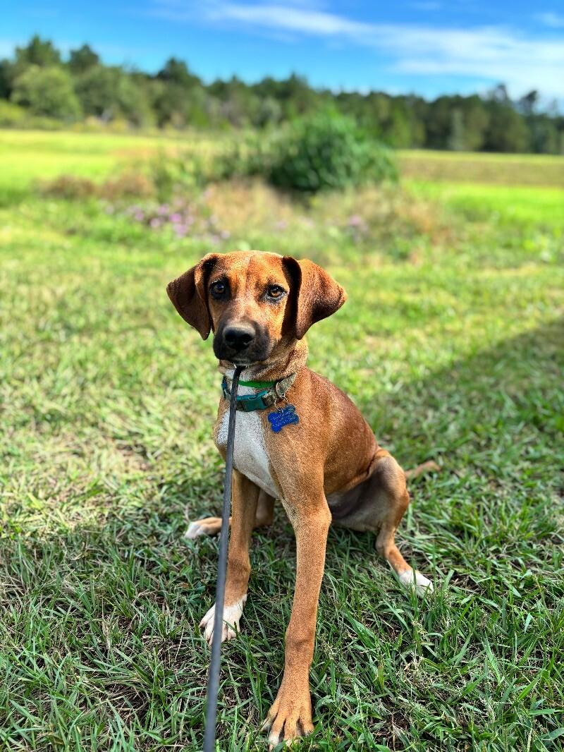 Enlarge Tucker, a Adoptable mixed breed in Berkeley Heights, NJ image 2/3