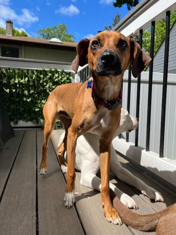 Enlarge Tucker, a Adoptable mixed breed in Berkeley Heights, NJ image 6/6