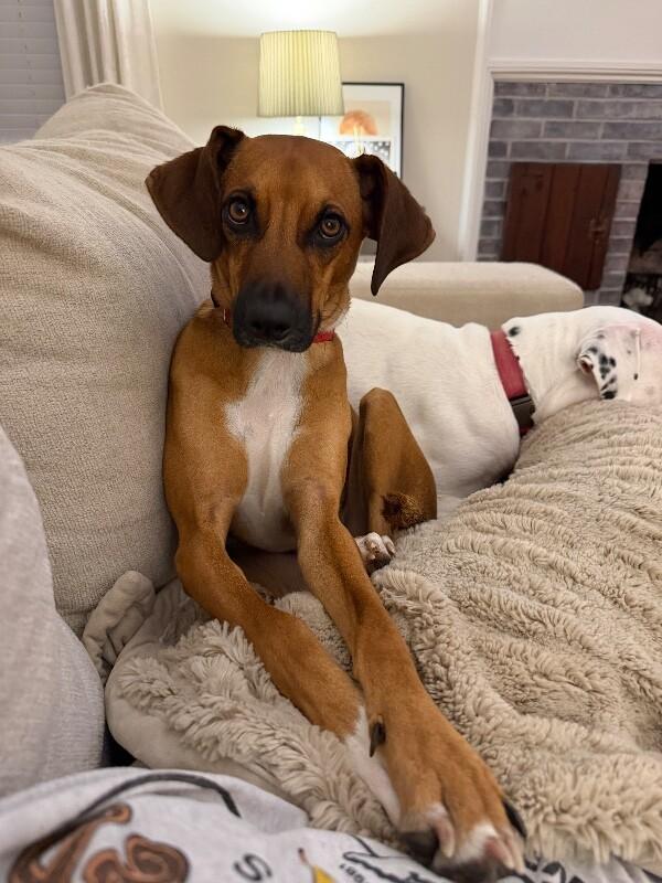 Enlarge Tucker, a Adoptable mixed breed in Berkeley Heights, NJ image 5/6