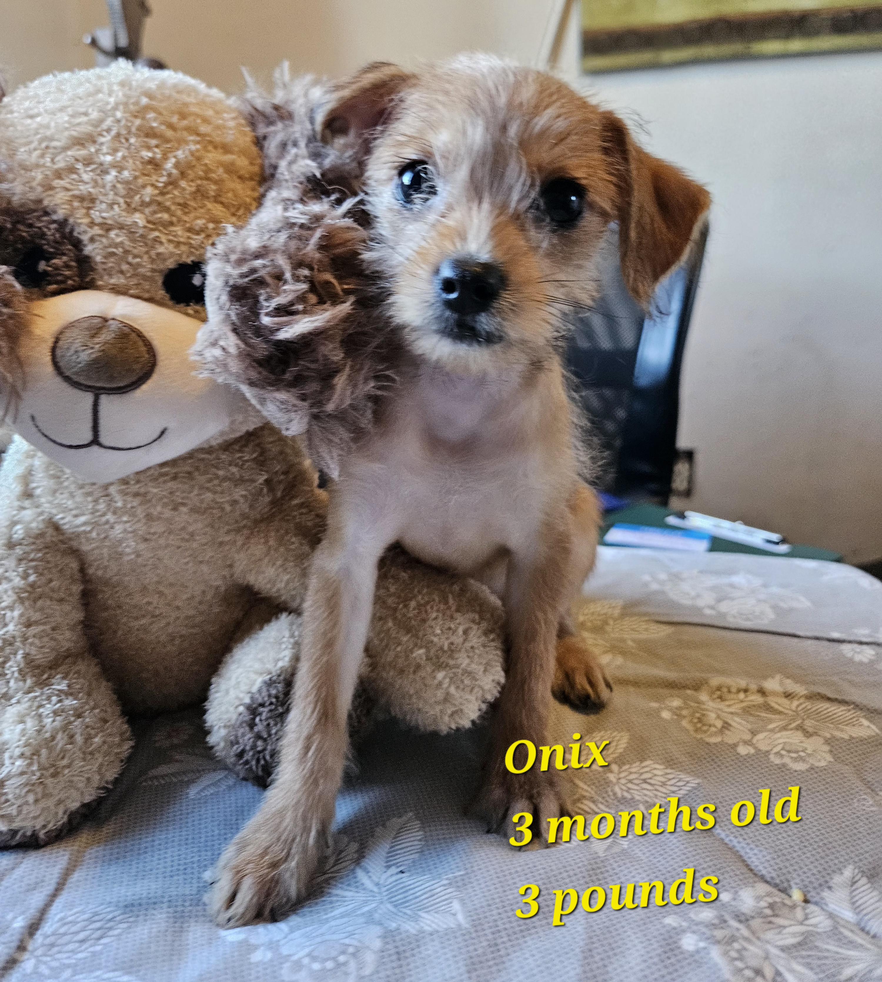 Onix Terrier Dog