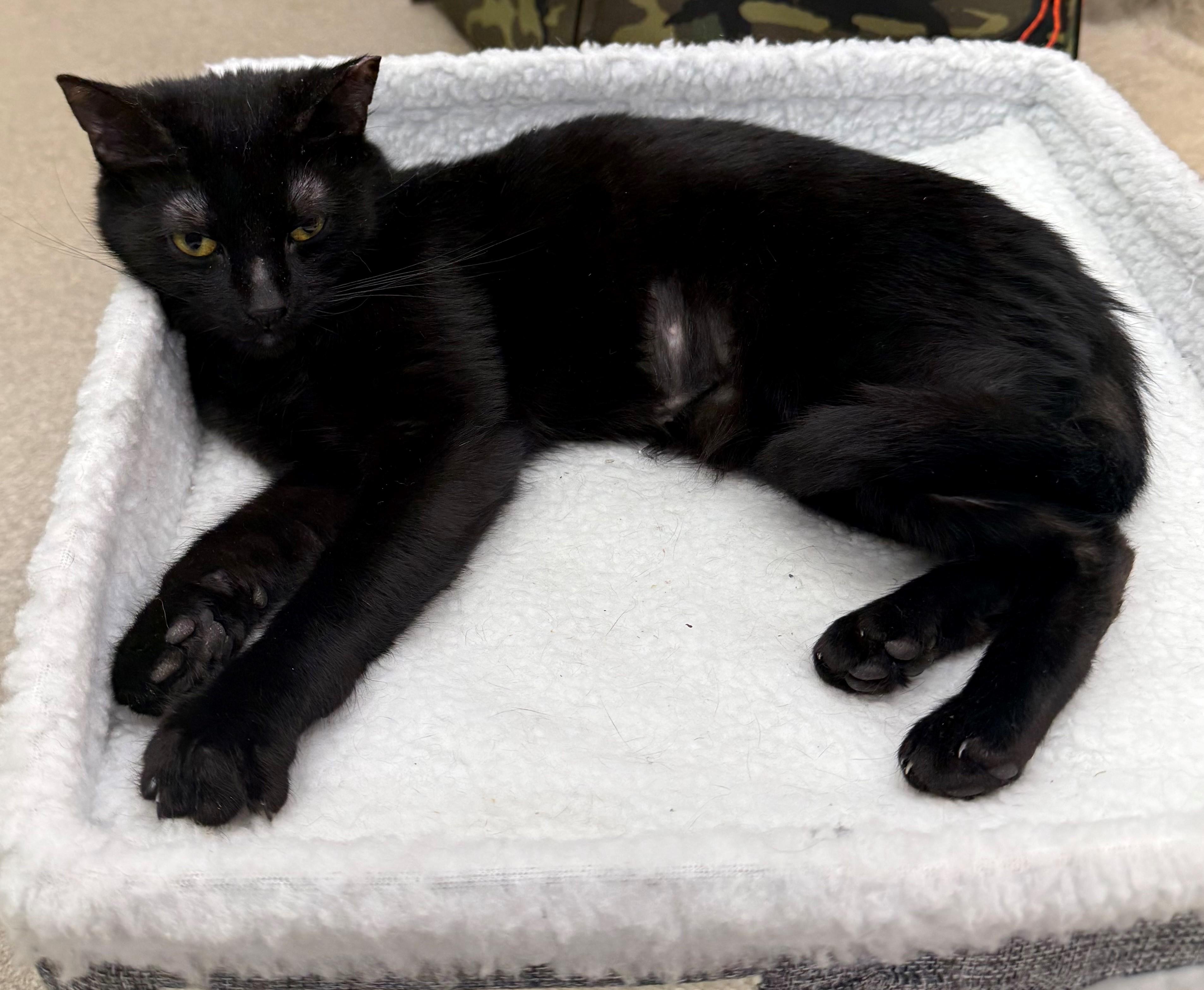 Enlarge Curiosa, an adopted Domestic Short Hair in Edison, NJ image 1/1