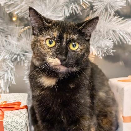 Enlarge Alex, a Adoptable Domestic Short Hair in Camano Island, WA image 1/2