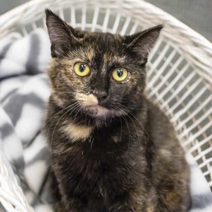 Alex, a Adoptable Domestic Short Hair in Camano Island, WA image 1/2