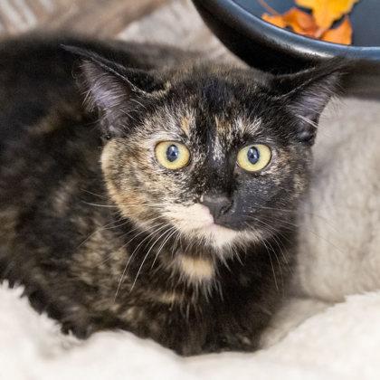 Enlarge Alex, a Adoptable Domestic Short Hair in Camano Island, WA image 2/2