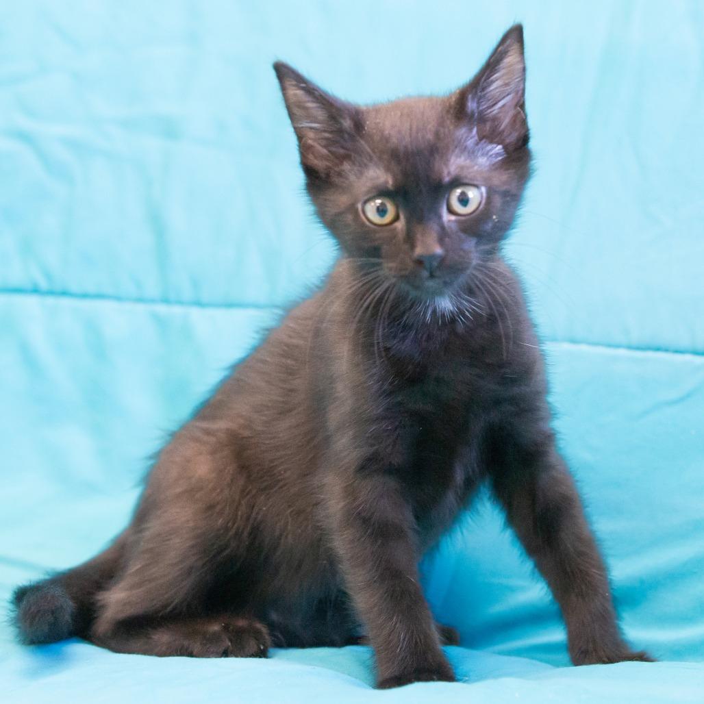 Enlarge Dash, a Adoptable Domestic Short Hair in Cartersville, GA image 2/4