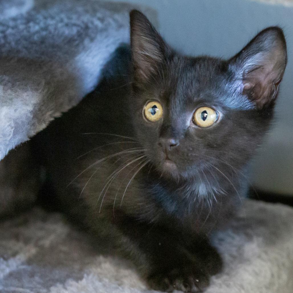 Enlarge Dash, a Adoptable Domestic Short Hair in Cartersville, GA image 3/4