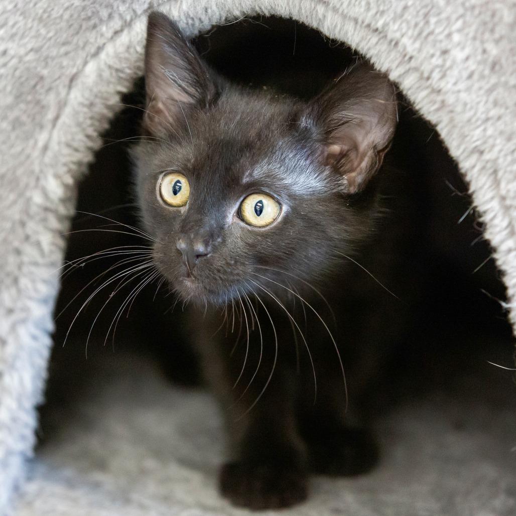 Enlarge Dash, a Adoptable Domestic Short Hair in Cartersville, GA image 4/4