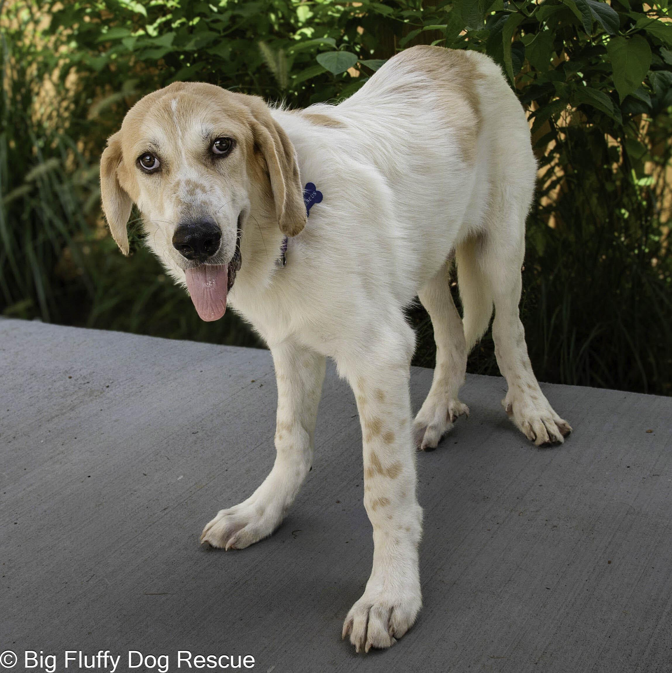 Enlarge Theseus, a Adopted mixed breed in Huntsville, AL image 3/5