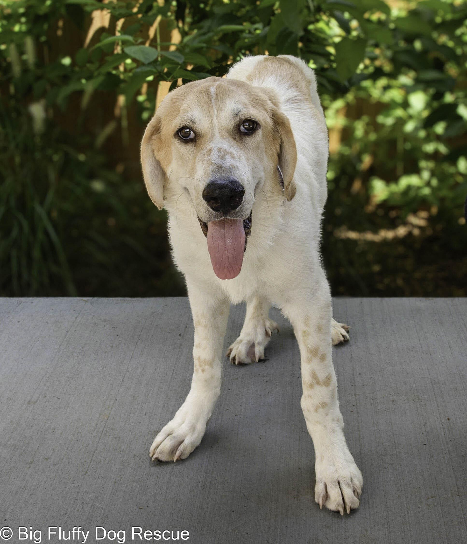 Enlarge Theseus, a Adopted mixed breed in Huntsville, AL image 2/5