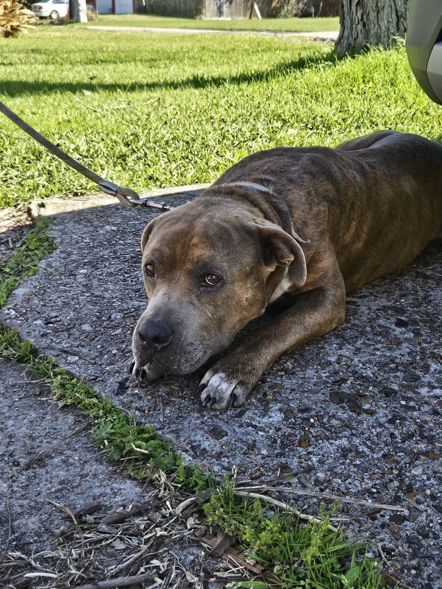 Rocky, a Adoptable mixed breed in Houston, TX image 2/5