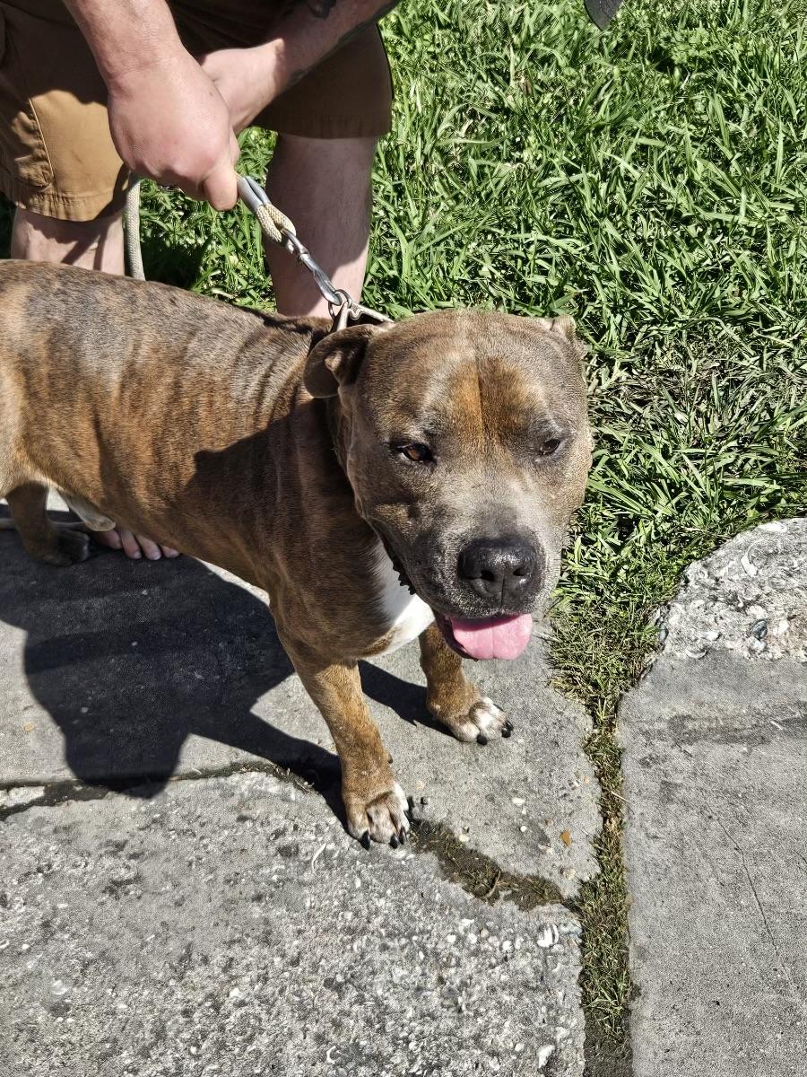 Rocky, a Adoptable mixed breed in Houston, TX image 3/5