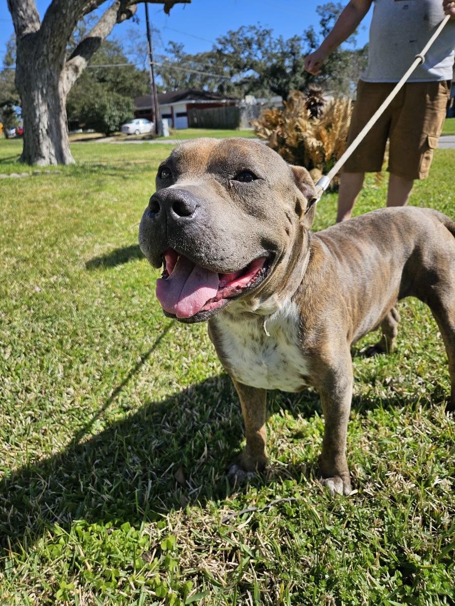 Rocky, Adoptable, Adult Male Pit Bull Terrier & Bull Terrier.