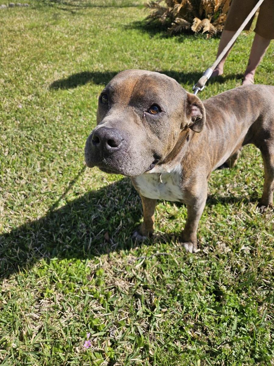 Rocky, a Adoptable mixed breed in Houston, TX image 4/5