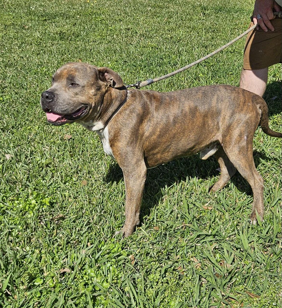 Rocky, a Adoptable mixed breed in Houston, TX image 5/5