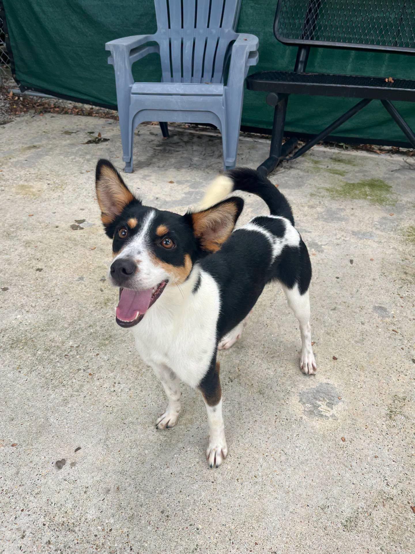 Flash, ADOPTABLE, Adult Male Rat Terrier.
