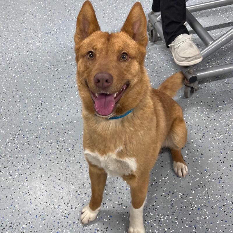 Rocko, Adoptable, Adult Male Australian Cattle Dog / Blue Heeler & Shiba Inu.