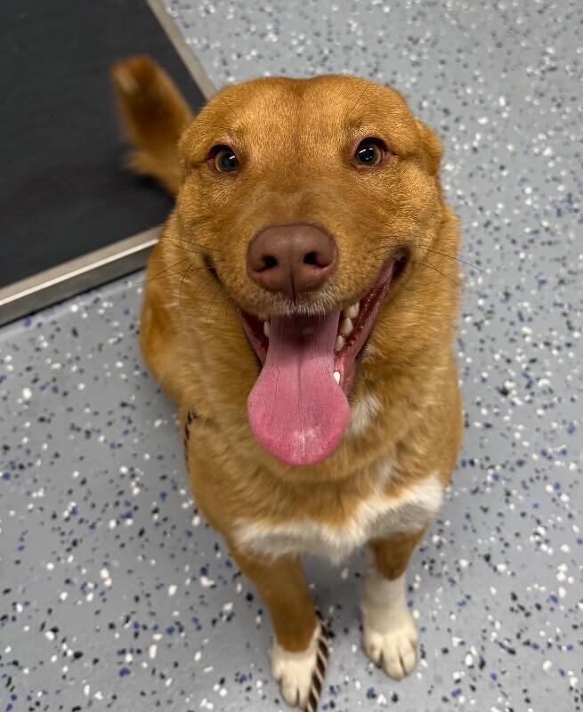Enlarge Rocko, a Adoptable mixed breed in Yankton, SD image 2/3