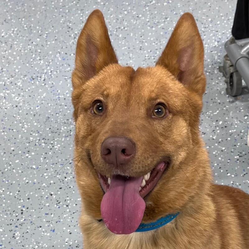 Enlarge Rocko, a Adoptable mixed breed in Yankton, SD image 3/3