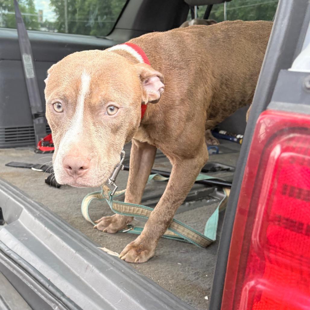 Archer, Adoptable, Young Male Pit Bull Terrier.